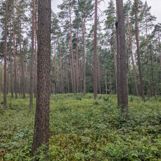 Belgium forest